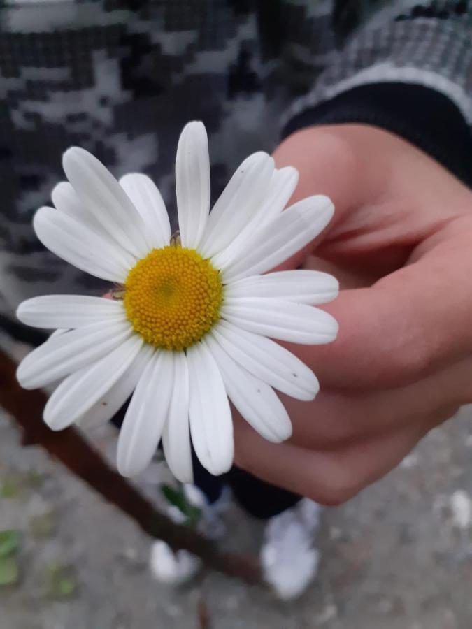 Appartamento Signorile Con Giardino アオスタ エクステリア 写真